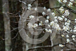 Allegheny Serviceberry Flowers