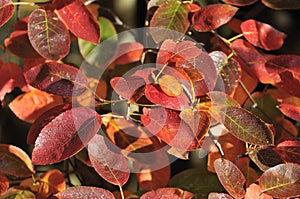 Allegheny Serviceberry photo