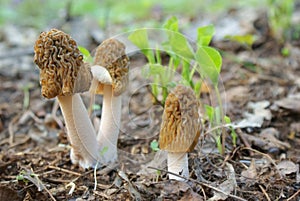 Allegory, a family of two adults and one young morels mushrooms