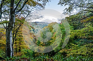 Allen Banks view over wooded valley