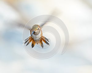 Allen's Humming Bird Flying