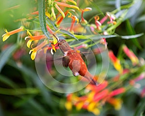 Rufous Hummingbird from Above Feeding on an Orange Flower