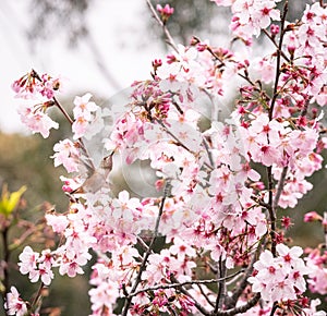 Allen`s Hummingbird and Cherry Blossoms