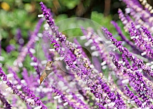 Allen`s Hummingbird drinking nectar from Mexican bush sage flowers