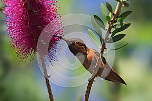 Allen`s Hummingbird Perched