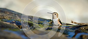 Allen's Hummingbird photo