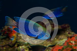 Allen's or Neon Damselfish