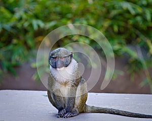 Allen's Swamp Monkey