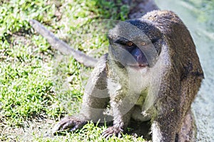Allen's swamp monkey