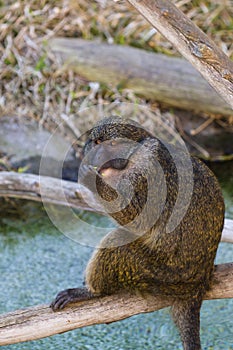 Allen's swamp monkey