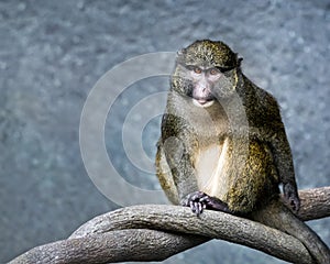 Allen`s Swamp Monkey photo