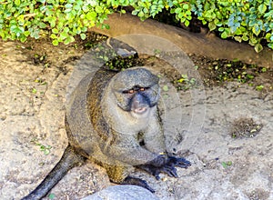 Allen's swamp monkey photo