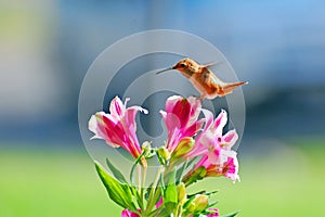 Allens Hummingbird hovering over flowers.