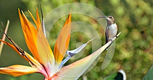 Allens Hummingbird resting on a Bird of Paradise flower.