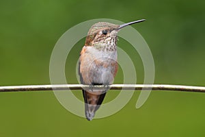 Allens Hummingbird (Selasphorus sasin)