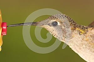 Allens Hummingbird (Selasphorus sasin)