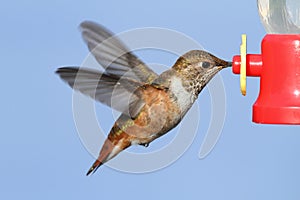 Allens Hummingbird (Selasphorus sasin) photo