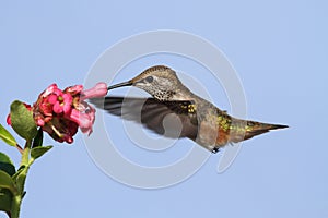 Allens Hummingbird Selasphorus sasin photo