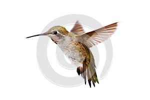 Allens Hummingbird (Selasphorus sasin) photo