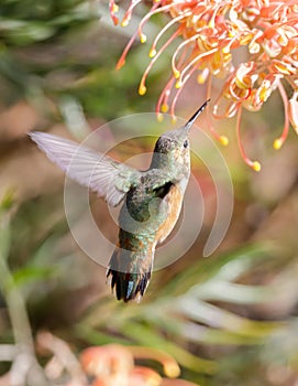 Allens or Rufous Hummingbird hovering and feeding on Banksia flower