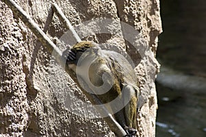 Allens Swamp Monkey (Allenopithecus nigroviridis)