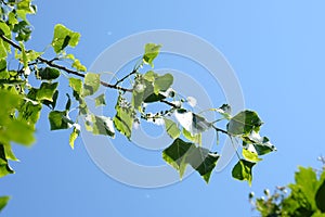 Allergen poplar fluff. Blossoming branch of a poplar.