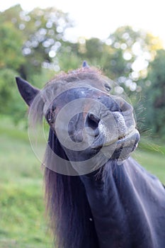 allergic horse sneeze and snort reaction to pollen photo