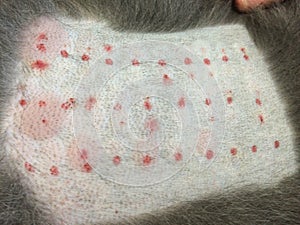 Allergic response on dog`s shaved skin after an intradermic skin allergy test