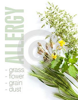 Allergic types of grass