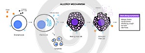 Allergy mechanism diagram photo