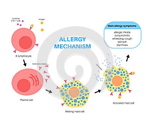 Allergy mechanism diagram photo