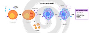 Allergy mechanism diagram photo