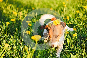 Allergy season concept with dog wiping out his eye from flower pollen photo