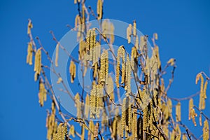 The allergy sufferers are not happy about it, the hazelnut shrubs bloom this year very early