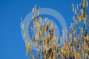 The allergy sufferers are not happy about it, the hazelnut shrubs bloom this year very early