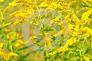 Allergy to pollen and plants. yellow Ambrosia flowers with warm sunlight on a sumer day. Insects are working on ragweed flowers