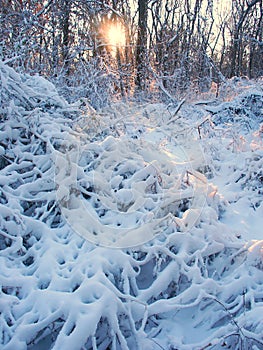 Allerton Park Winter Scenery