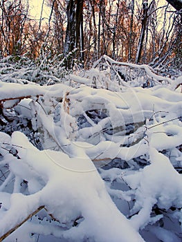 Allerton Park Winter Scenery