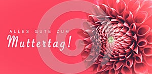 Alles Gute zum Muttertag! text in German: Happy Mothers`s Day! and pink dahlia flower details macro photo.