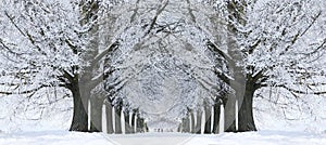 La nieve árboles carreteras perspectiva blanco callejón un árbol líneas 