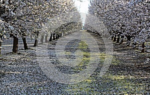 The alley of almond trees