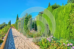 The alley along Generalife garden, Alhambra, Granada, Spain