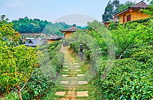 The alley amid tea shrubs, Ban Rak Thai Yunnan tea village, Thailand