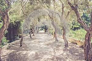 Alley in the ancient forest on Malta