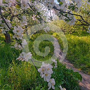 Alley in Apple garden with blossom apple trees taken in Kyiv