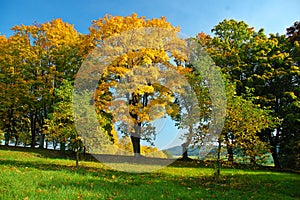 Alley in autumn