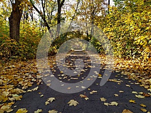 Alley in the autumn along the trees with fallen leaves