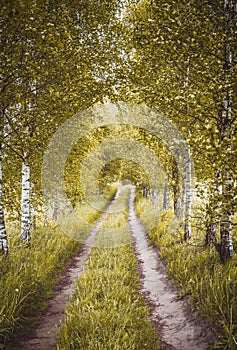 Alley of autumn birches