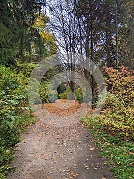 Alley, autumn in Dendrological Park Arboretum Silva