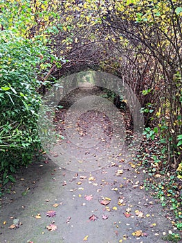 Alley, autumn in Dendrological Park Arboretum Silva